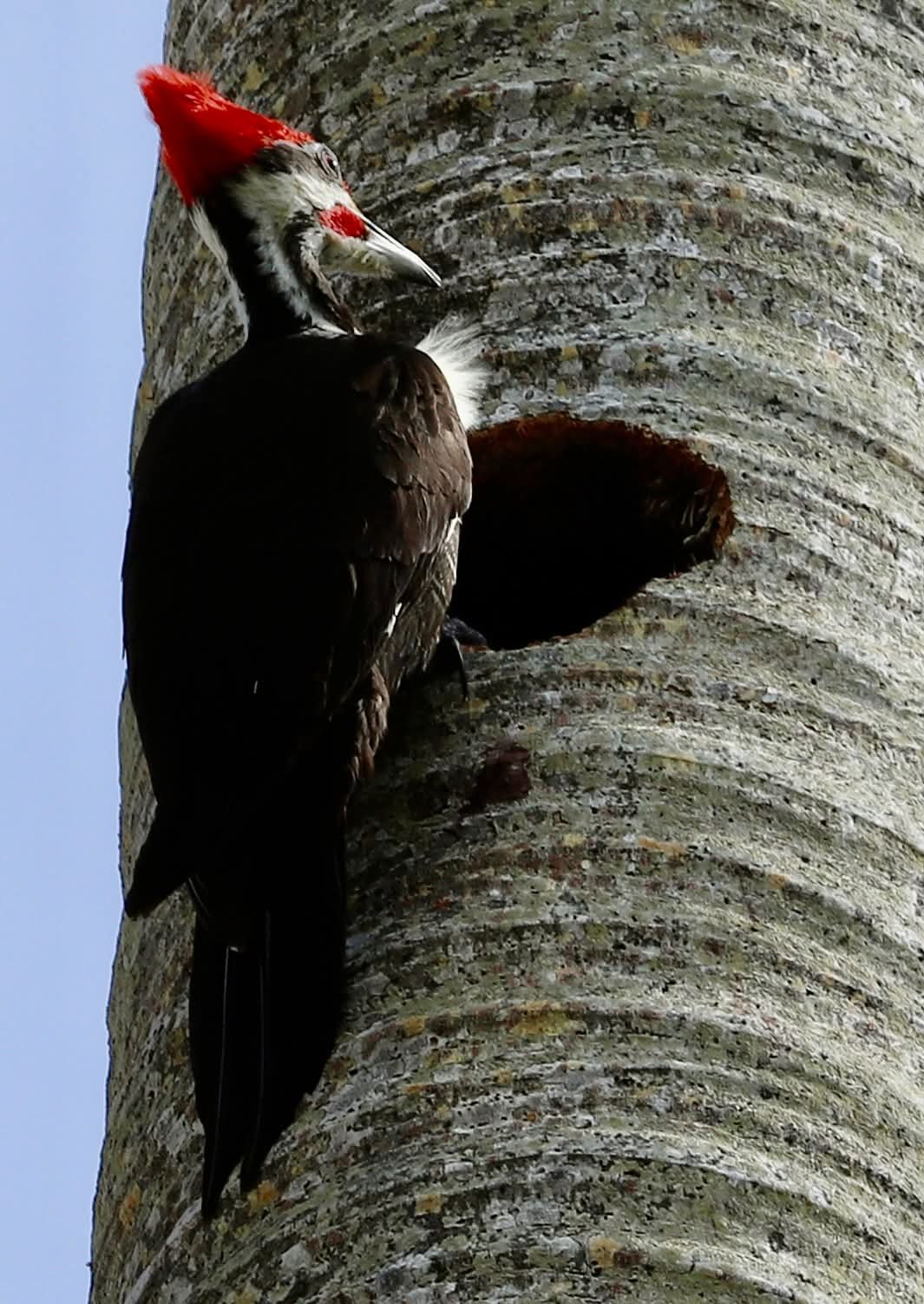 FB_IMG_1770929000633